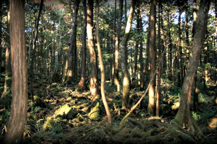 Hutan Aokigahara – Hutan Bunuh Diri di Jepang